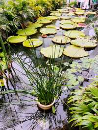 Secret Garden: Stunning Oasis of Beauty and Botanical Wonders