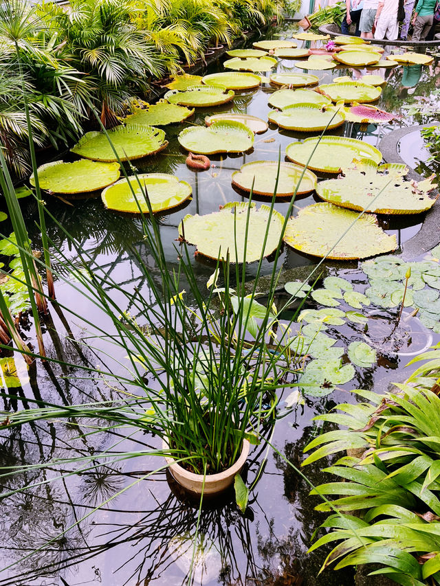 Secret Garden: Stunning Oasis of Beauty and Botanical Wonders