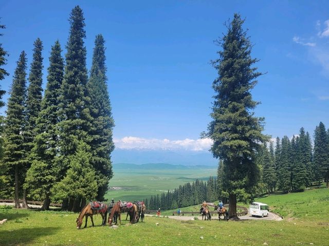 Green grasslands at Nalati Grassland