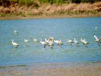 “Golden Currents: Tongguan Yellow River Wetland Sanctuary”