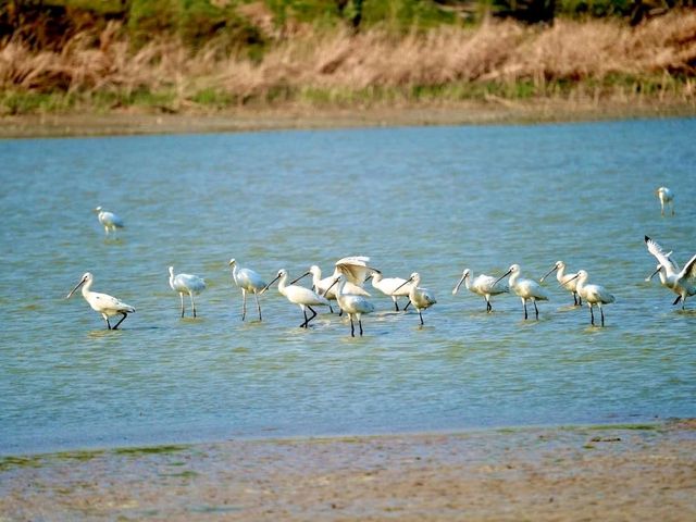“Golden Currents: Tongguan Yellow River Wetland Sanctuary”