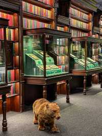 📚 Shaanxi Provincial Library – Xi’an’s Historic Cultural Hub