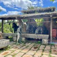 【中国 雲南省】🌿 プーアール 茶馬古道景区