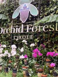 Discovering Serenity: A Journey Through Orchid Forest Cikole