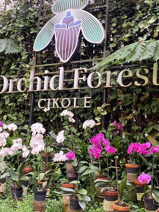 Discovering Serenity: A Journey Through Orchid Forest Cikole