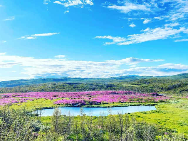 Experiencing the Natural Wonders of Abisko