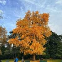 🌟 Where to Find Paris’s Giant Ginkgo Tree