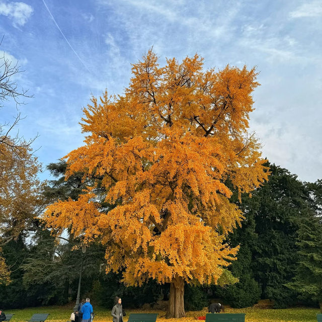 🌟 Where to Find Paris’s Giant Ginkgo Tree