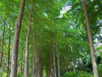 🌿 Wenbo Park — A Green Pause Beside Henan Museum