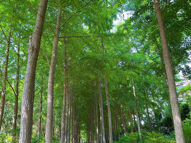 🌿 Wenbo Park — A Green Pause Beside Henan Museum 🌿 Wenbo Park — A Green Pause Beside Henan Museum