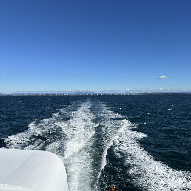 澳洲出海賞鯨!🐳   澳洲出海賞鯨!🐳