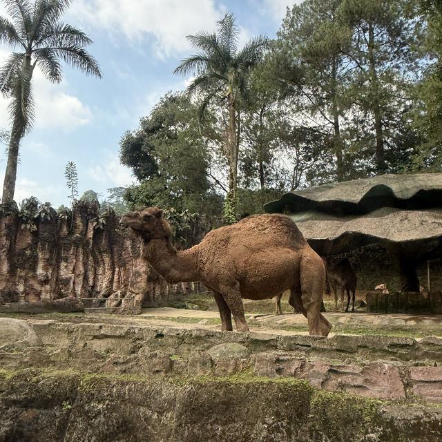🦒🚙 Drive-Thru Safari Experience You’ll Never Forget - Safari Bogor 🇮🇩