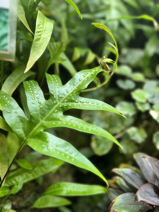 香港公園霍士傑溫室