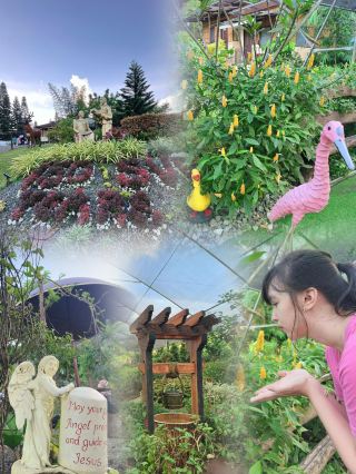 Tagaytay SVD Farm No Entrance Fee 🌸  