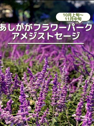 The best time to see it is in October... 300,000 purple flowers that look like a carpet