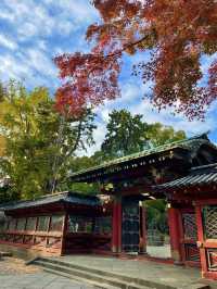 真っ赤な鳥居と黄色のイチョウのコントラストが絶景