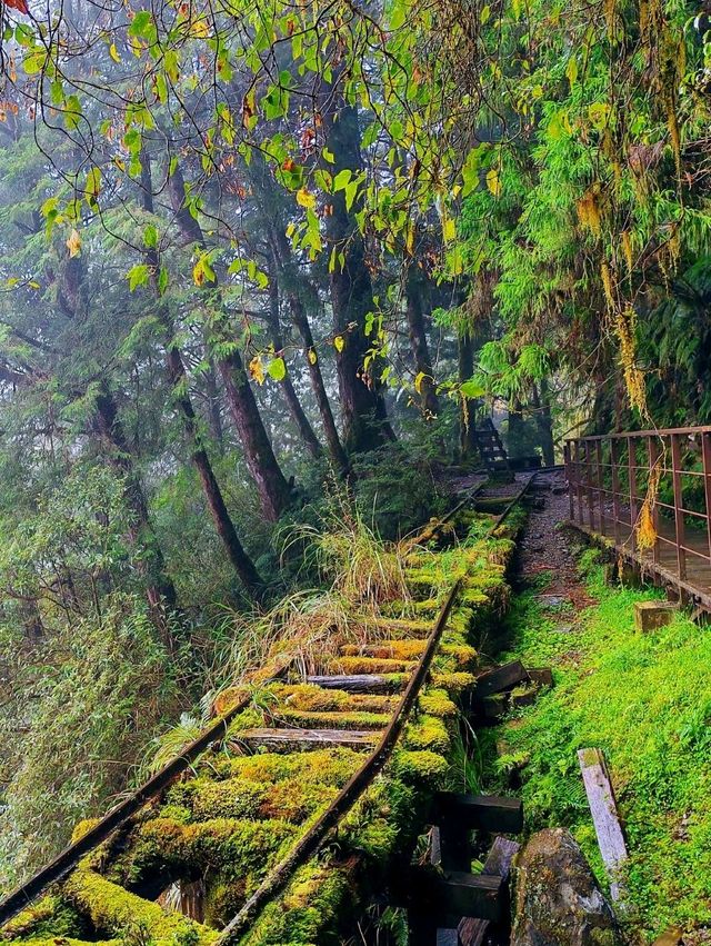 見晴懷古步道森林漫遊體驗🌳