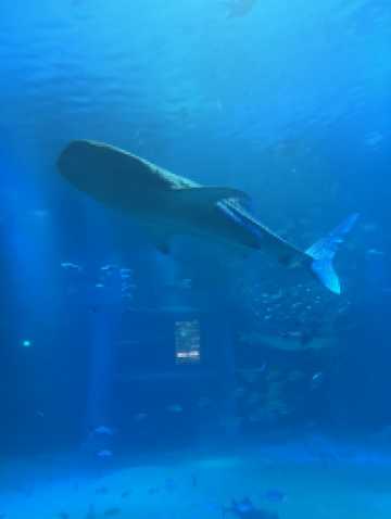 OSAKA : 1 Day trip Kaiyuka aquarium