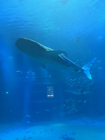 OSAKA : 1 Day trip Kaiyuka aquarium