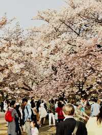  🌸 Sakura Dreams in Tokyo: A Springtime Escape 🌸