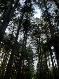 日本北海道參拜必去—北海道神宮⛩️