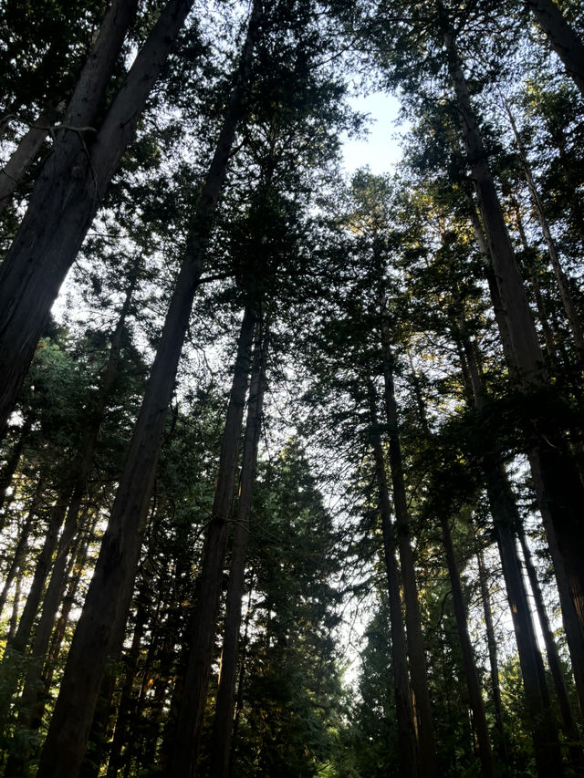日本北海道參拜必去—北海道神宮⛩️
