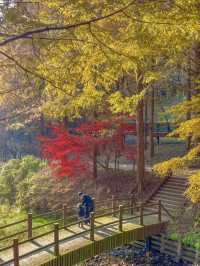 충청도 가을여행지 청주 미동산수목원 실시간✨