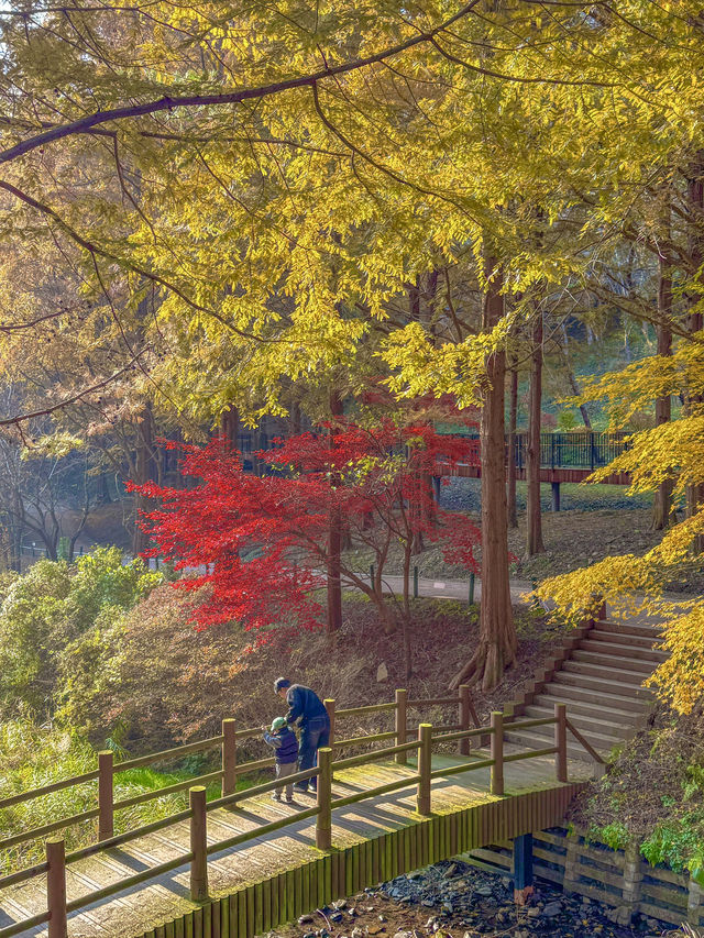 충청도 가을여행지 청주 미동산수목원 실시간✨ 충청도 가을여행지 청주 미동산수목원 실시간✨