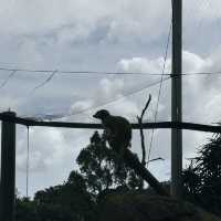 Auckland Zoo: ครึ่งวันที่เต็มไปด้วยความสนุกสนาน