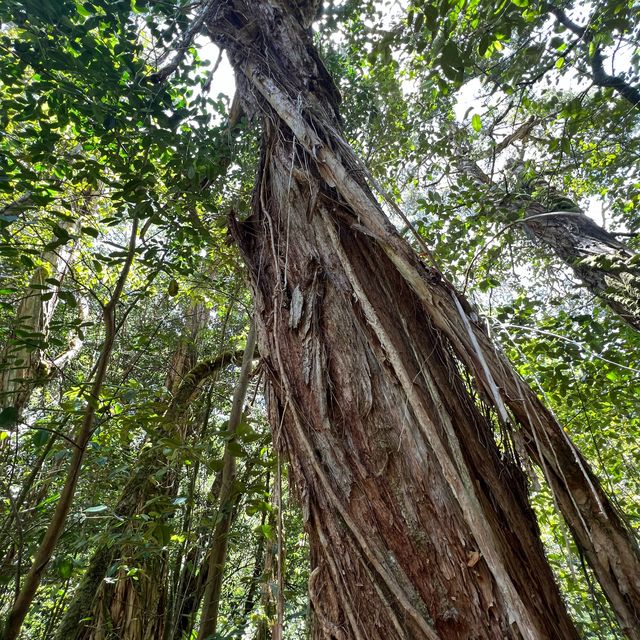 Maui’s rainforest is a botanical wonderland 