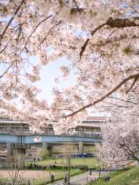 🌺  안양천 🌸
