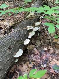 Spring Hike in Long Sault Conservation