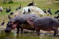 CONSERVATION AND WILDLIFE IN UGANDA
