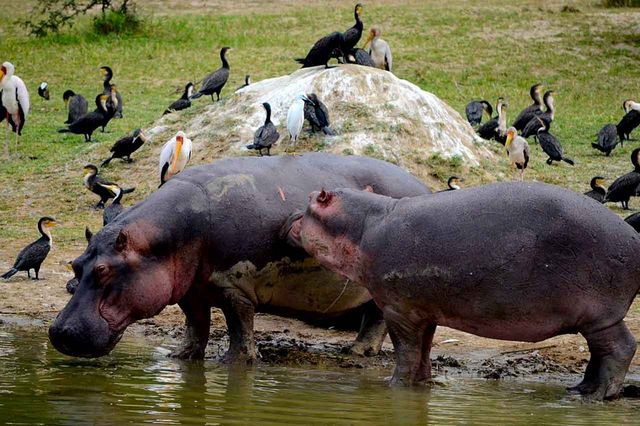 CONSERVATION AND WILDLIFE IN UGANDA
