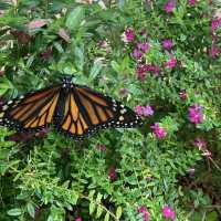 Monteverde butterfly gardens 🦋🦋
