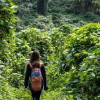 Gorillas in the Wild - A unique Experience.