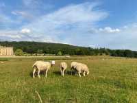 Chatsworth House: A Day with the Sheep 🐑🏰