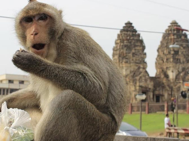 Monkey pagoda in Thailand 🇹🇭 