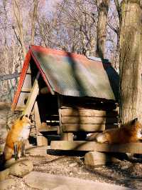 Day Trip from Tokyo to Zao Fox Village  