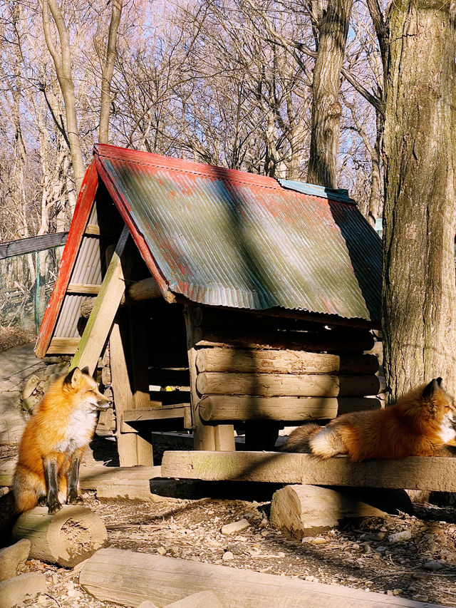 Day Trip from Tokyo to Zao Fox Village  