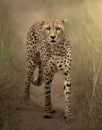 Northern Circuit Safaris