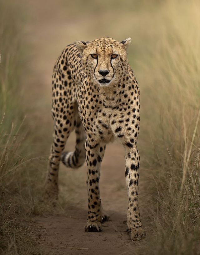 Northern Circuit Safaris
