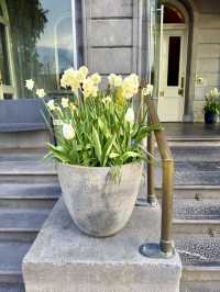 Amaryllis Gaze