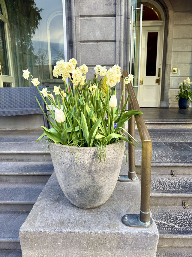 Amaryllis Gaze