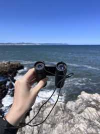 Hermanus Bay Whale Watching – Front-Row Seat to Ocean Giants 🐋