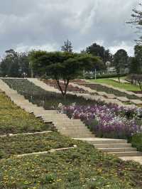 🇪🇹 Blooming Addis Ababa 