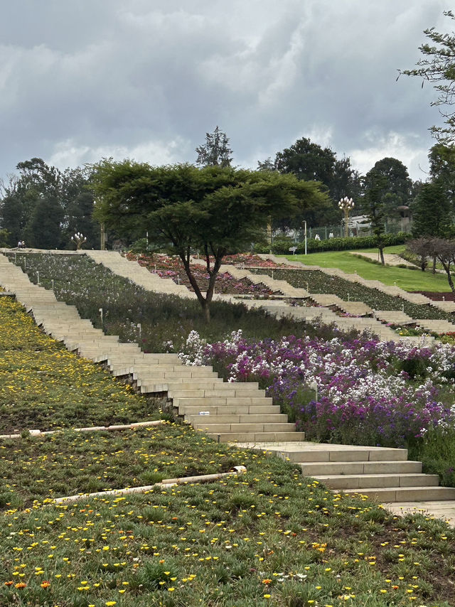 🇪🇹 Blooming Addis Ababa 
