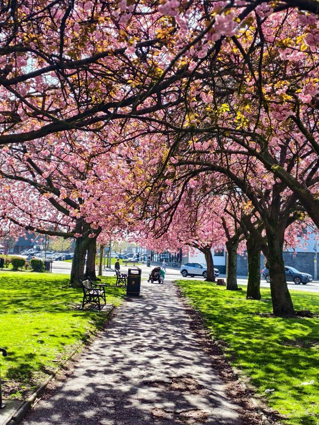 The Beautiful Preston