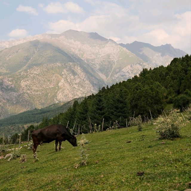 Mountain Horses and Cows in Kyrgyzstan 🐎🐄🏔️ — Life in the High Pastures Mountain Horses and Cows in Kyrgyzstan 🐎🐄🏔️ — Life in the High Pastures
