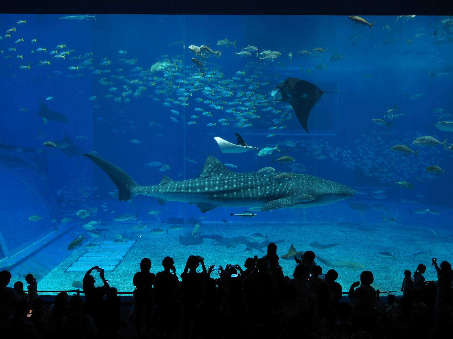 在 Trip.com 買了沖繩美麗海水族館門票，體驗震撼海洋世界的一天